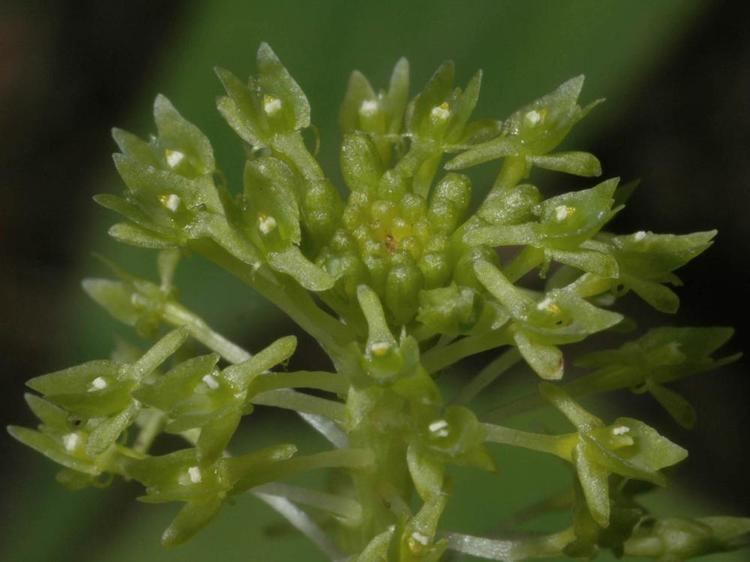 Malaxis unifolia Malaxis unifolia Green Adder39s Mouth Go Orchids