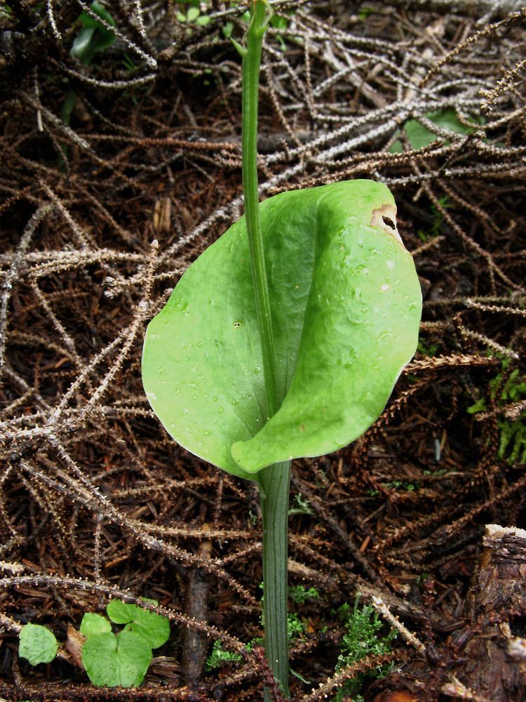 Malaxis unifolia Malaxis unifolia green adder39smouth Go Botany