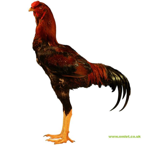 Malay chicken Malay For Sale Chickens Breed Information Omlet