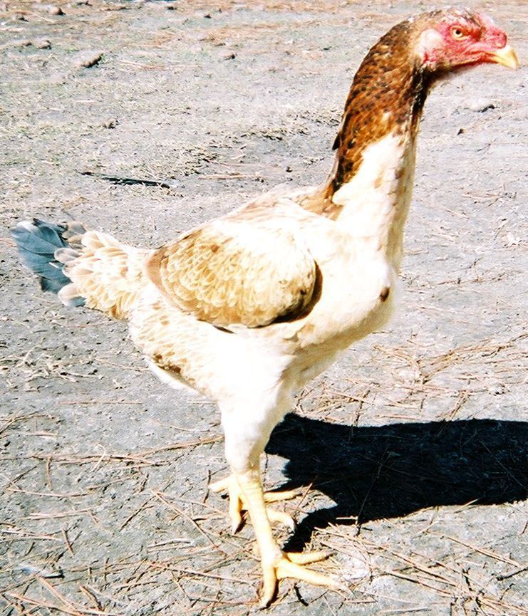 Malay chicken Malay chicken Wikipedia