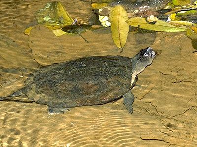 Malayan flat-shelled turtle Malayan Flatshelled Terrapin Notochelys platynota