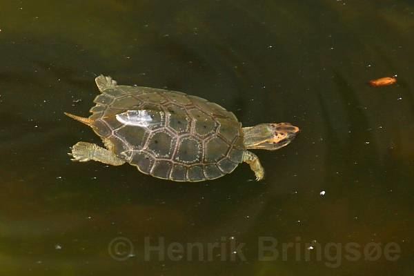Malayan flat-shelled turtle 21st update NATURE39s WINDOW
