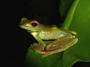 Malayan flying frog Photo competition Amphibian Ark