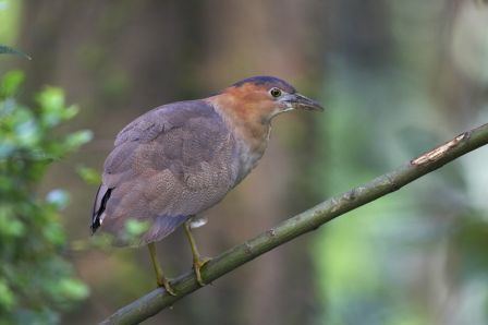 Malayan night heron Birding In Taiwan Malayan NightHeron