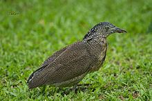 Malayan night heron httpsuploadwikimediaorgwikipediacommonsthu