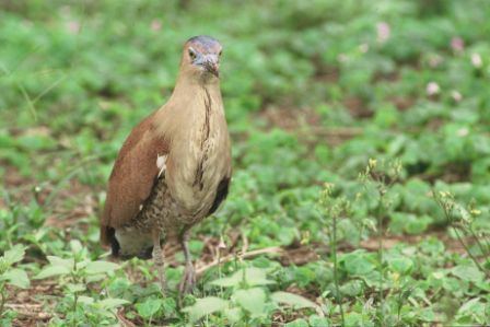 Malayan night heron Birding In Taiwan Malayan NightHeron