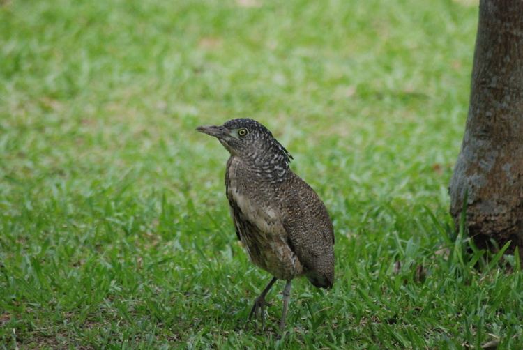 Malayan night heron FileMalaysian Night Heronjpg Wikimedia Commons