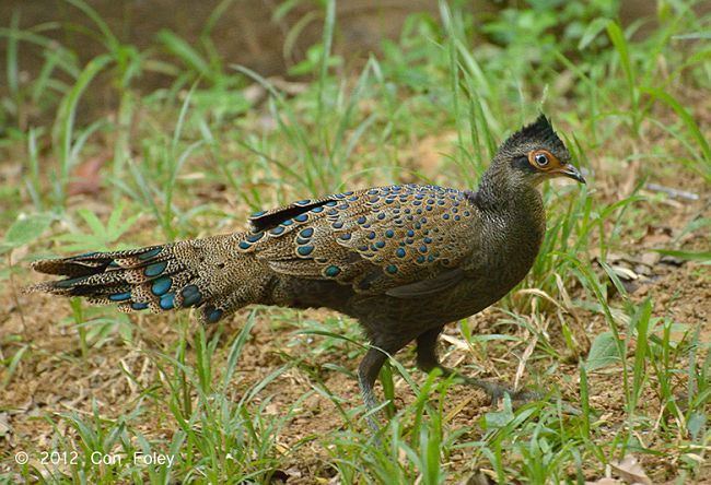 Malayan peacock-pheasant orientalbirdimagesorgimagesdatapheasantmalays