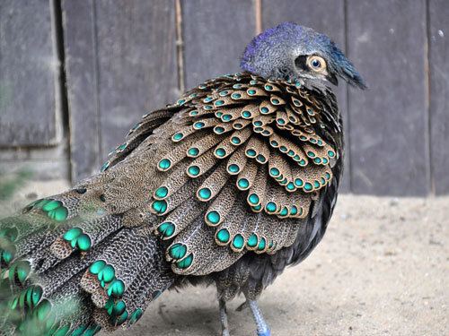 Malayan peacock-pheasant Animalasp