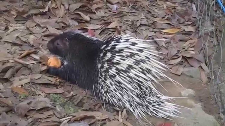 Malayan porcupine Malayan porcupine eating a sweet potato YouTube