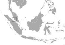 Malayan roundleaf bat httpsuploadwikimediaorgwikipediacommonsthu