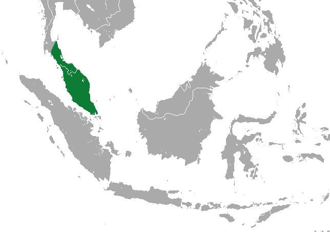 Malayan shrew httpsuploadwikimediaorgwikipediacommons00