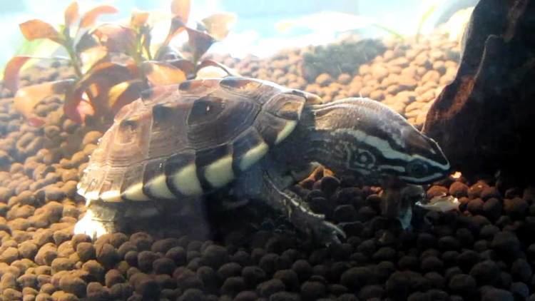 Malayan snail-eating turtle Malayemys MacrocephalaMalayan Snaileating turtle YouTube