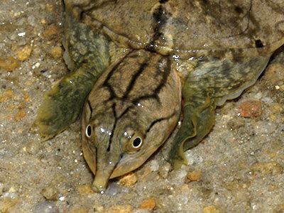 Malayan softshell turtle Malayan Softshell Turtle Dogania subplana