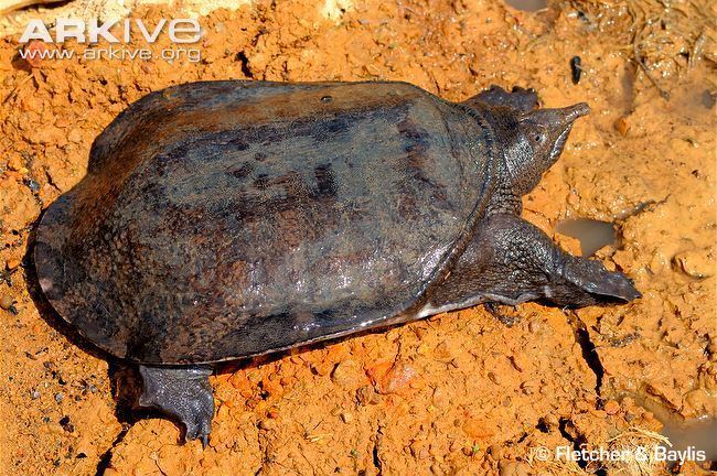 Malayan softshell turtle Malayan softshelled turtle photo Dogania subplana G78850 ARKive