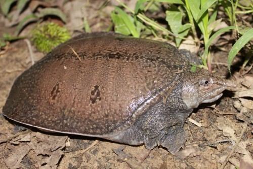 Malayan softshell turtle Forest softshell turtle Satucita Foundation