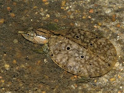 Malayan softshell turtle wwwecologyasiacomimagesmnomalayansoftshell