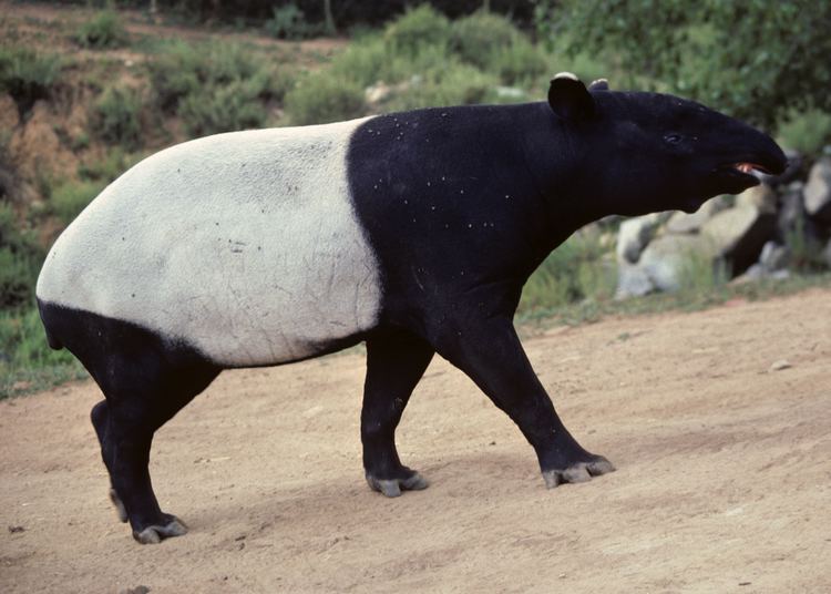 Malayan tapir Tapir Fact Sheet