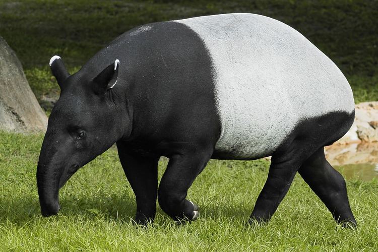 Malayan tapir Malayan Tapir Valerie Flickr