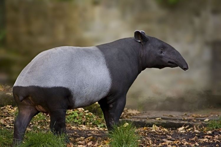 Malayan tapir About animals Malayan Tapir