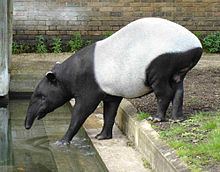 Malayan tapir httpsuploadwikimediaorgwikipediacommonsthu