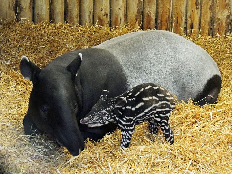 Malayan tapir Video Rare baby Malayan tapir born at Edinburgh Zoo The Independent