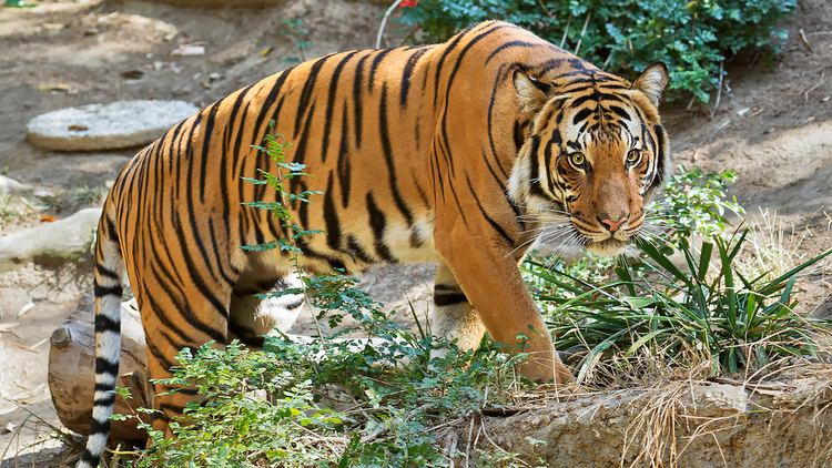 Malayan tiger Malayan Tiger Facts Habitat Diet Population Pictures