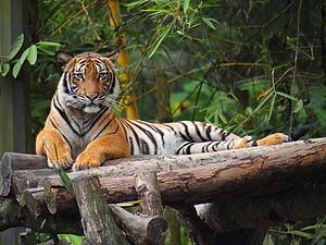 Malayan tiger Malayan tiger Wikipedia