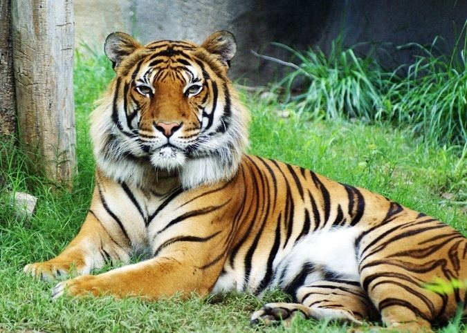 Malayan tiger Malayan Tiger TIGERS