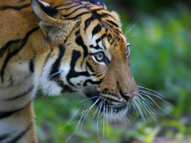 Malayan tiger httpsc402277sslcf1rackcdncomphotos1641im