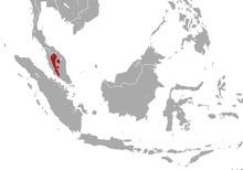 Malayan water shrew httpsuploadwikimediaorgwikipediacommonsthu
