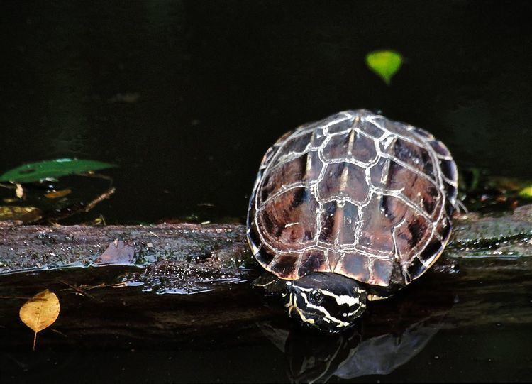 Malayemys Mekong snaileating turtle Wikipedia