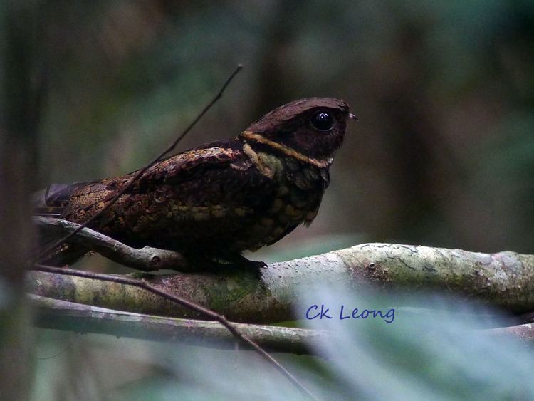 Malaysian eared nightjar borneobirdscomwebwpcontentuploadsMalaysianE
