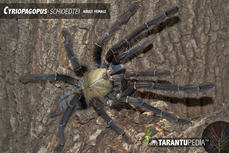 Malaysian earthtiger tarantula Cyriopagopus schioedtei Malaysian Earth Tiger