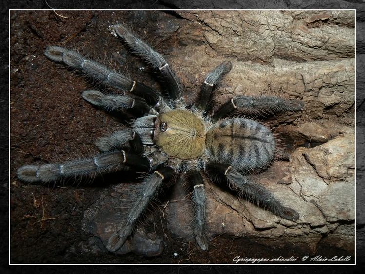 Malaysian earthtiger tarantula American Tarantula Society Discussion Board View topic