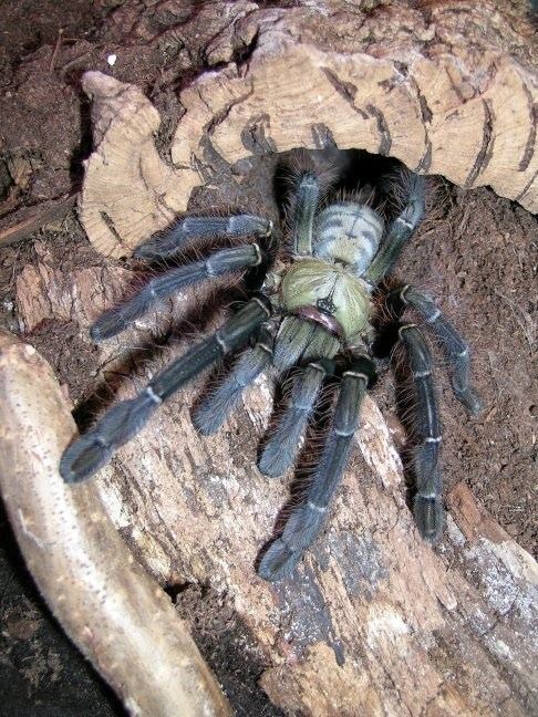 Malaysian earthtiger tarantula cyriopagopusschioedtei asianarboreals