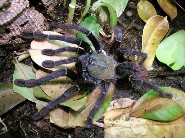 Malaysian earthtiger tarantula httpssitesgooglecomsiteasianarborealsCyrio