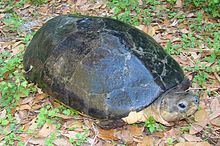 Malaysian giant turtle httpsuploadwikimediaorgwikipediacommonsthu