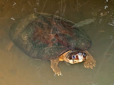 Malaysian giant turtle Malayan Giant Terrapin Orlitia borneensis