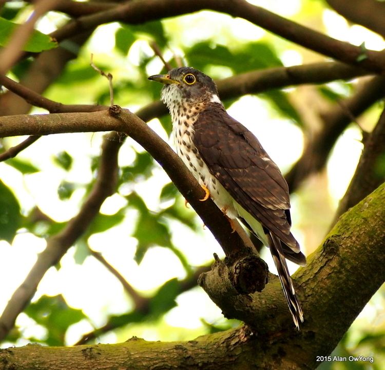 Malaysian hawk-cuckoo httpssingaporebirdgroupfileswordpresscom201