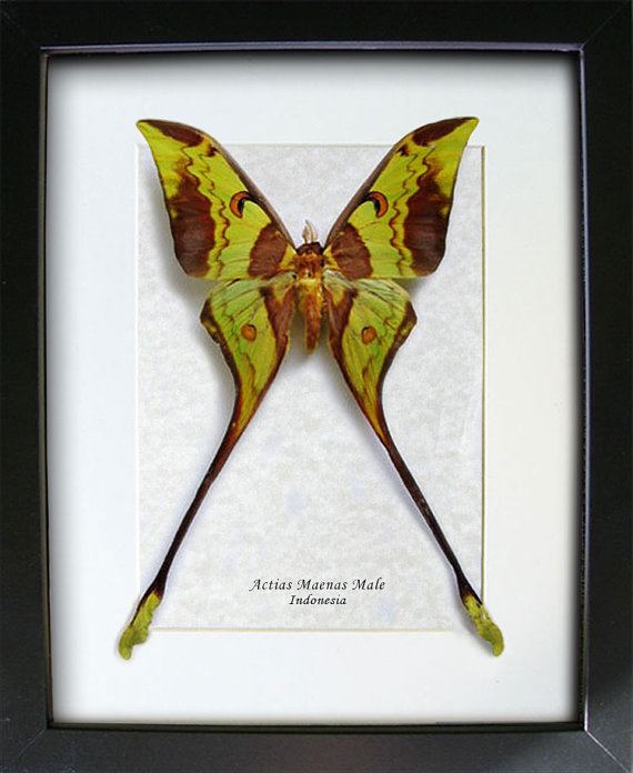 Malaysian moon moth Malaysian Moon Moth Actias Maenas Framed In by ButterfliesArtist