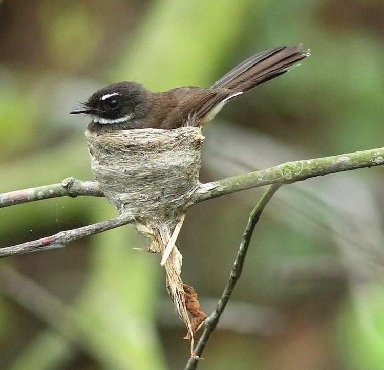 Malaysian pied fantail Successful nesting of the Malaysian Pied Fantails at Pasir Ris Park