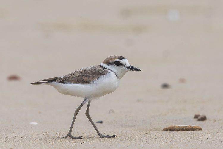 Malaysian plover Malaysian Plover Francis Yap Nature Photography