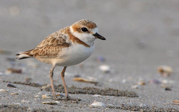 Malaysian plover Biological Beach Combing Adorable Plovers