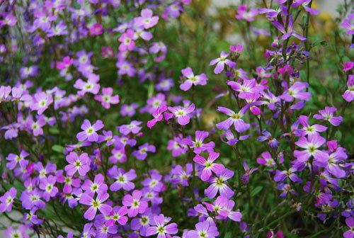 Malcolmia Fragrant and Colorful Flowering Plant for Beginners Malcolmia maritima