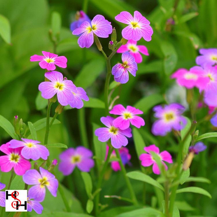 Malcolmia maritima Aliexpresscom Buy 30pcs Malcolmia maritima Virginia stock Seeds