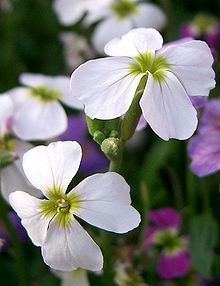 Malcolmia maritima httpsuploadwikimediaorgwikipediacommonsthu