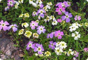 Malcolmia maritima Malcolmia maritima Diane39s Flower Seeds