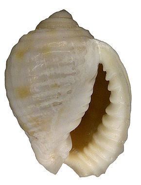 Malea (gastropod) httpsuploadwikimediaorgwikipediacommonsthu