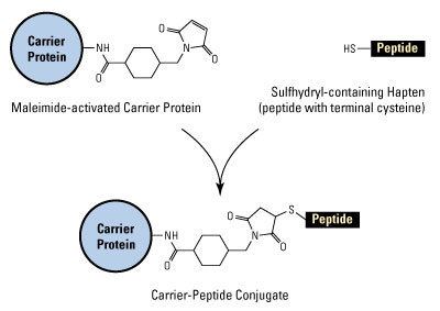 Maleimide Imject Maleimide Conjugation Buffer Thermo Fisher Scientific